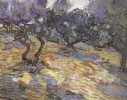 Vincent Van Gogh Olive Trees:Bright Blue Sky (nn04) oil painting picture wholesale